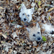 A picture of my Cairn terriers, Kiki and Elli, playing in the leaves. This was taken in 2012 by my brother Bob.
